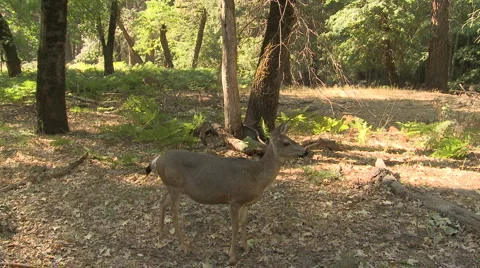 Yosemite Deer 10 Video stock 6437368