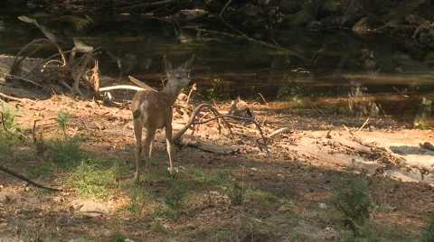 Yosemite Deer 11 Stock Footage 6438848
