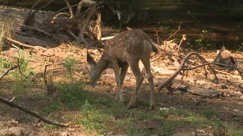 Yosemite Deer 12 Stock Footage 6510979
