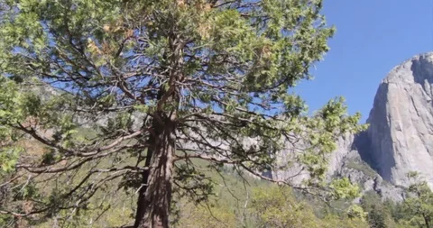 Yosemite El Captain Stock Footage 98239631