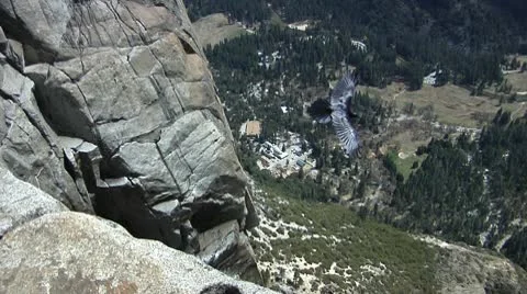 Yosemite Falls Raven Stock Footage 10564265