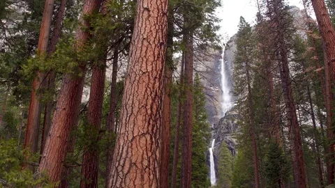 Yosemite Falls Waterfall Tracking Through Large Trees Reveal 스톡 동영상 87853788