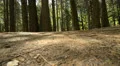 Yosemite LM68 Dolly Circular L Forest HD Footage