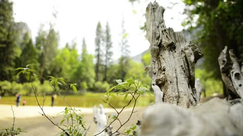 Yosemite LM70 Dolly Circular L Merced River Cathedral Beach Stock Footage