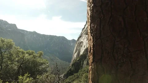 Yosemite Mountains Revealed Behind Tree, Gimbal Shot Stock Footage 145476130