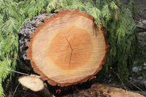 Yosemite in Spring Stock Photos