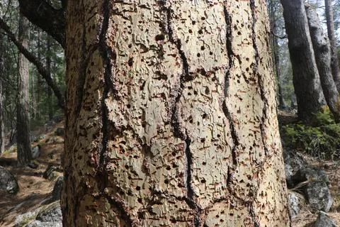 Yosemite in Spring Stock Photos