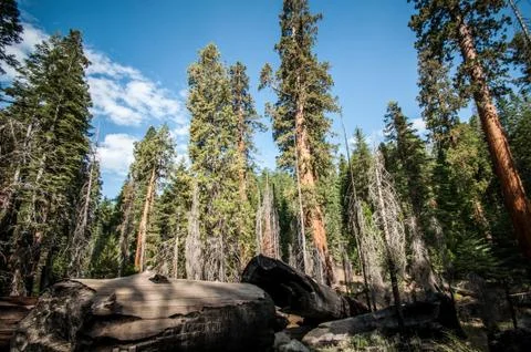 Yosemite view into forest Stock Photos