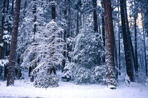 Yosemite Winter Stock Photos