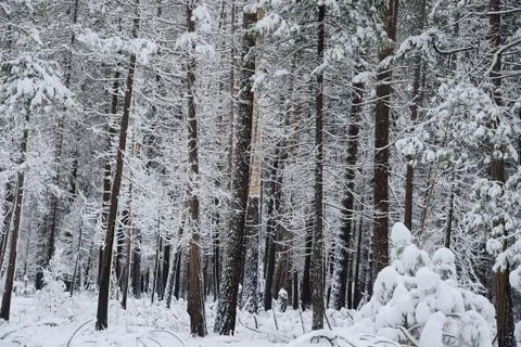 Yosemite Winter Stock Photos