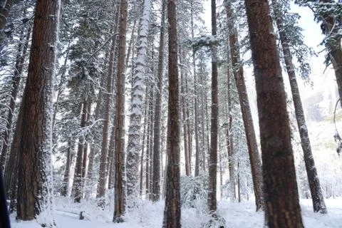 Yosemite Winter Stock Photos