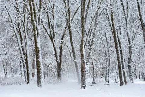 Yosemite Winter Stock Photos