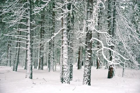 Yosemite Winter Stock Photos