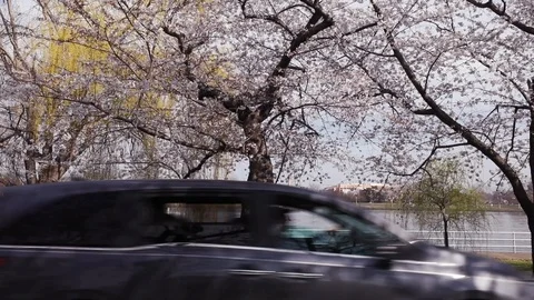 The yoshino cherry blossom trees bloom at Hains Point Stock Footage 126737341