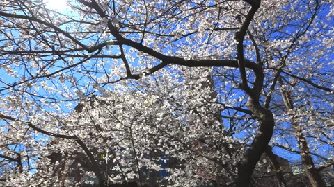 Yoshino Cherry blossoms bloom in full in Washington Square Park in New York City Vídeo Stock 240333390