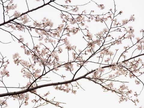 Yoshino cherry tree branch in full bloom in the sky background Stock Photos