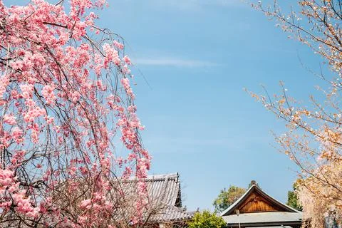Yoshino mountain Sakuramotobou temple with cherry blossoms in Nara, Japan Stock Photos
