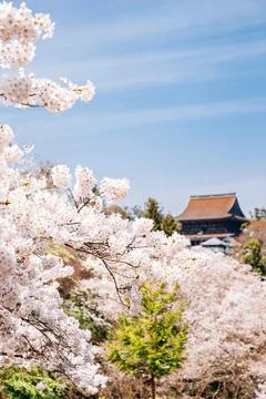 Yoshino mountain Yoshimizu Shrine with spring cherry blossoms in Nara, Japan Stock Photos