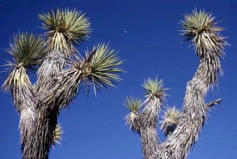Yoshua tree Stock Photos