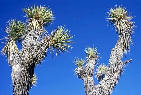 Yoshua Tree Stock Photos