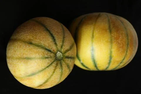You are one in a melon Stock Photos