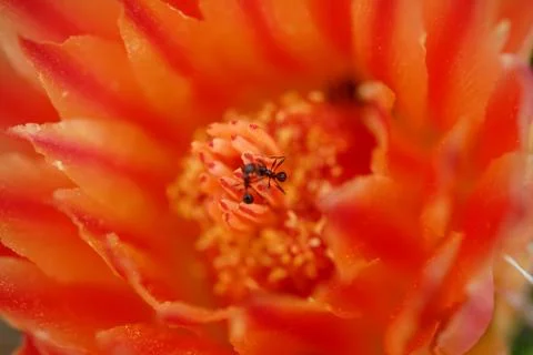 You Better Work, Ant Stock Photos