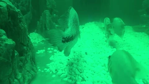 You can find all sorts of popular names for aquarium fish. Let's take, for Stock Footage 281442152