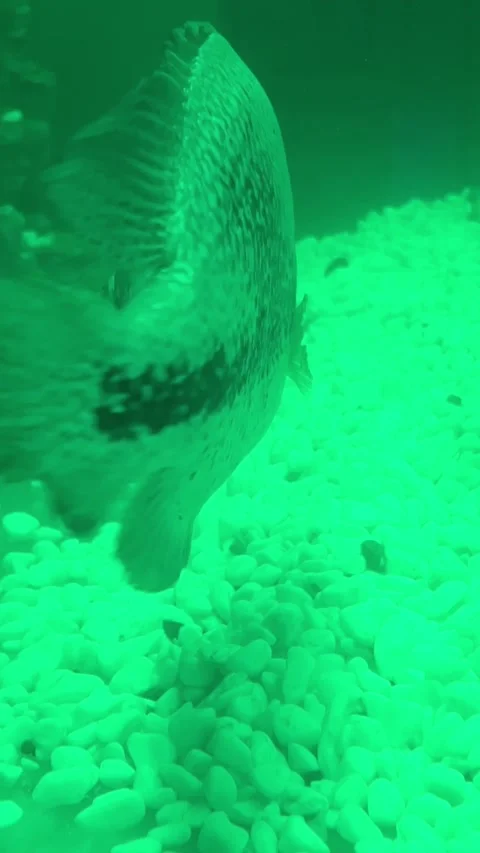 You can find all sorts of popular names for aquarium fish. Let's take, for Stock Footage 281471900
