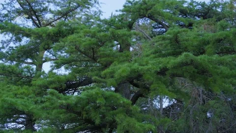 You can see the branches of a coniferous tree Video stock 219967887