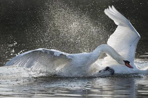 You cannot escape that easily Foto stock