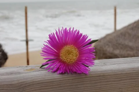 For you Stock Photos