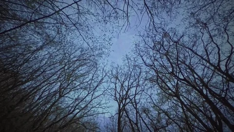 You walk under the trees and look at their crowns in early spring Stock Footage 305971753