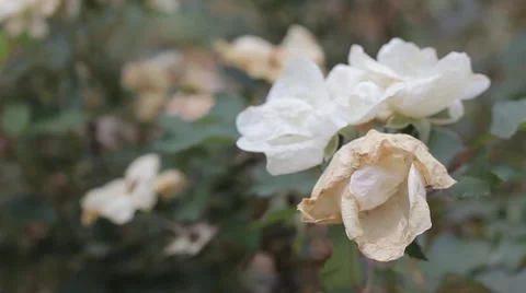 You want more white roses? Stock Footage