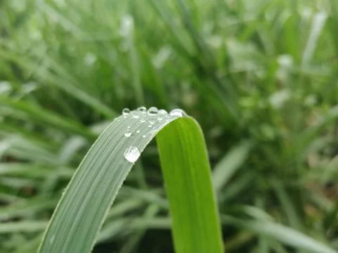 You Will Never Thought That Knowing Dewdrop On Plant Could Be So Beneficial! Stock Photos