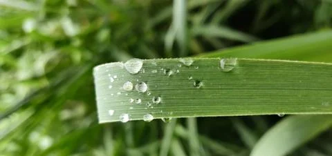 You Will Never Thought That Knowing Dewdrop On Plant Could Be So Beneficial! Stock Photos