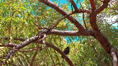 Youn Magpies Stock Footage 282845396