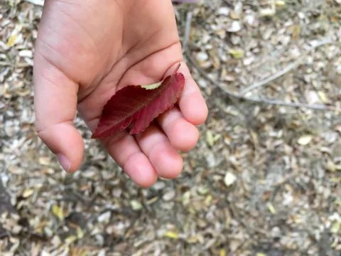 Yound Child's Hand Holding Leaf Stock Photos