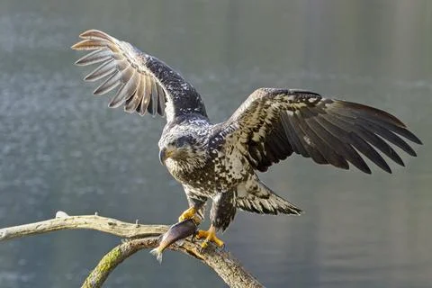 Yound eagle lands on branch with a fish. Stock Photos