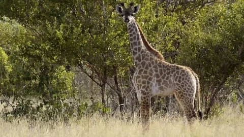 A yound giraffe stares at the camera. Stock Footage 122500706