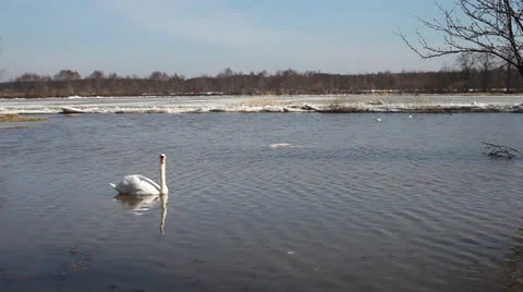 Yound swan in river. Stock Footage 22644976