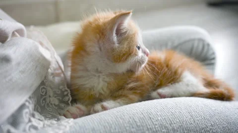 Young 1 month old cute playful ginger striped kitty with blue eyes. Video stock 222428393