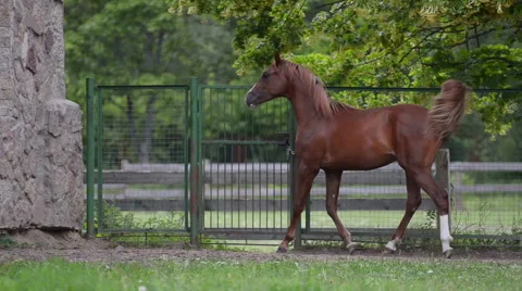 Young 1 year old arab foal Stock Footage 54047759