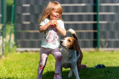 Young 2-3 years old caucasian baby girl playing with beagle dog in backyard. Stock Photos