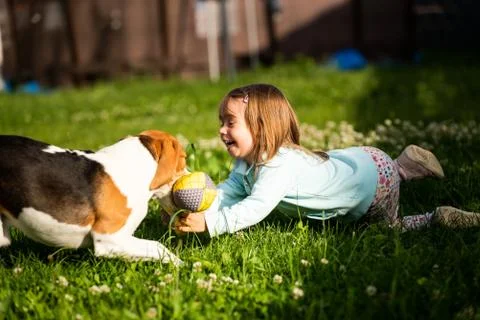 Young 2-3 years old caucasian baby girl playing with beagle dog in garden. Stock Photos