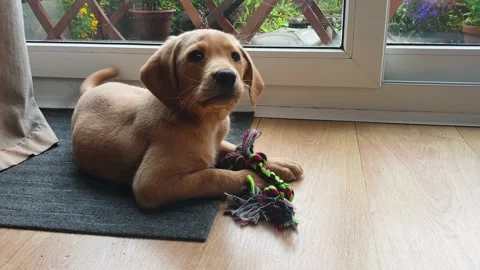 A young 2 month old yellow Labrador puppy playing and chewing on his rope che 動画素材 159148368