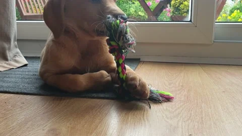 A young 2 month old yellow Labrador puppy playing and chewing on his rope toy Stock Footage 159148517