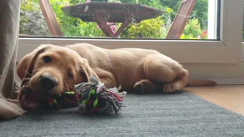 A young 2 month old yellow Labrador puppy playing and chewing on his rope toy 動画素材 159149094