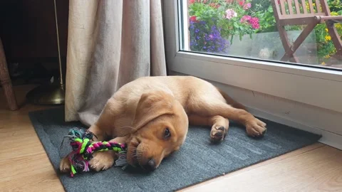 A young 2 month old yellow Labrador puppy playing and chewing on his rope toy Stock Footage 159149860