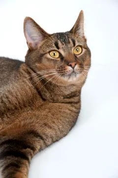 Young Abyssinian cat on plain background Stock Photos