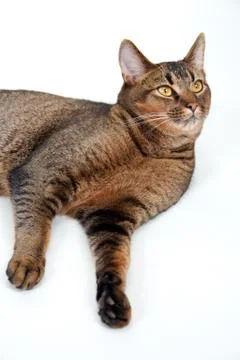 Young Abyssinian cat on plain background Foto stock